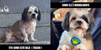Cachoeira do Campo: tutora pede ajuda para encontrar seu cachorro e oferece recompensa Cachoeira do Campo: tutora pede ajuda para encontrar seu cachorro e oferece recompensa