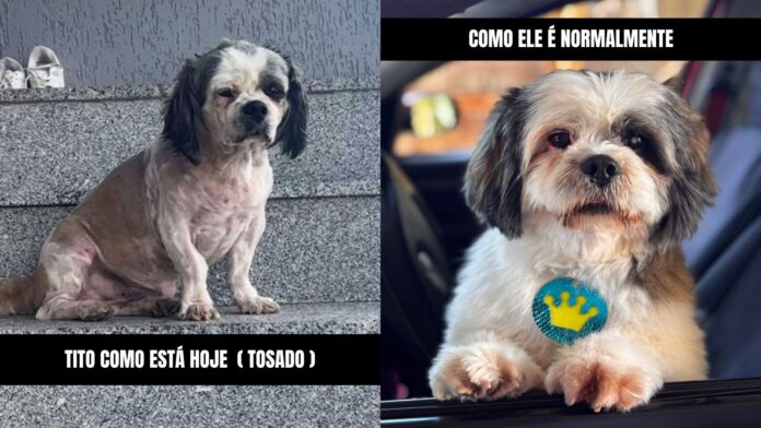 Cachoeira do Campo: tutora pede ajuda para encontrar seu cachorro e oferece recompensa