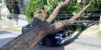 Árvore de grande porte desaba sobre carro e deixa motorista ferido em BH Árvore de grande porte desaba sobre carro e deixa motorista ferido em BH