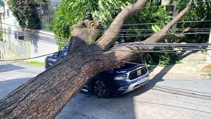 Árvore de grande porte desaba sobre carro e deixa motorista ferido em BH
