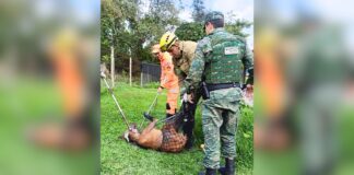 Lobo-guará fica preso em tela ao tentar invadir galinheiro em Brumadinho; VEJA VÍDEO MG: lobo fica preso ao tentar invadir galinheiro; VEJA VÍDEO