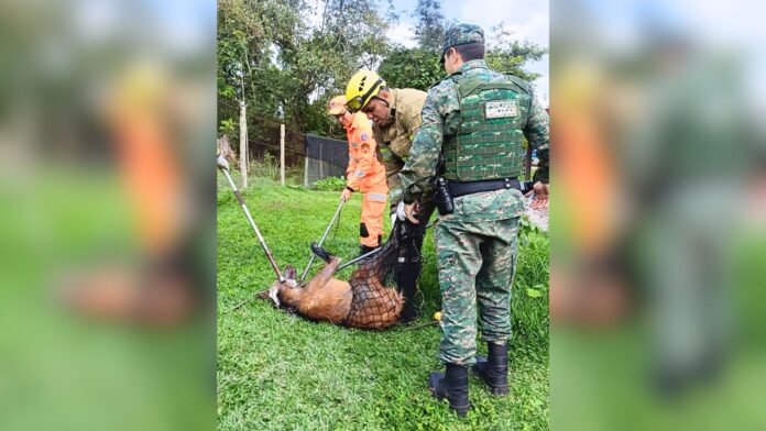 MG: lobo fica preso ao tentar invadir galinheiro; VEJA VÍDEO