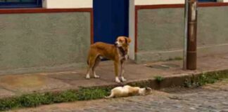 ONG denuncia que cadela foi morta a pauladas em Ouro Preto; VEJA VÍDEO ONG denuncia que cadela foi morta a pauladas em Ouro Preto; VEJA VÍDEO