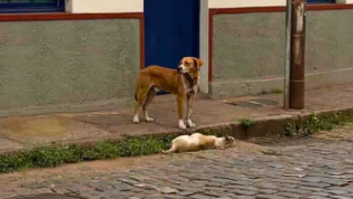 ONG denuncia que cadela foi morta a pauladas em Ouro Preto; VEJA VÍDEO