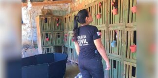 MG: PC apreende 12 galos usados em rinhas; dinheiro falso eram as fichas de aposta MG: PC apreende 12 galos usados em rinhas; dinheiro falso eram as fichas de aposta