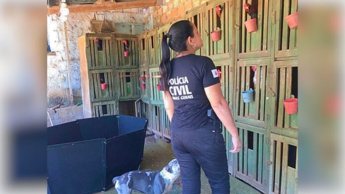 MG: PC apreende 12 galos usados em rinhas; dinheiro falso eram as fichas de aposta