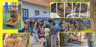 PM de Meio Ambiente promove ação de bem-estar animal e cidadania em Itabirito PM de Meio Ambiente promove ação de bem-estar animal e cidadania em Itabirito