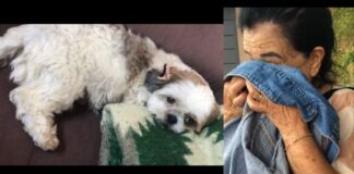 Itabirito: cadela desaparecida, tutores pedem ajuda; ‘Cuida dela’, pediu Dona Cotinha antes de morrer Itabirito: cadela desaparecida, tutores pedem ajuda; ‘Cuida dela’, pediu Dona Cotinha antes de morrer