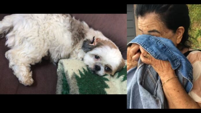 Itabirito: cadela desaparecida, tutores pedem ajuda; ‘Cuida dela’, pediu Dona Cotinha antes de morrer