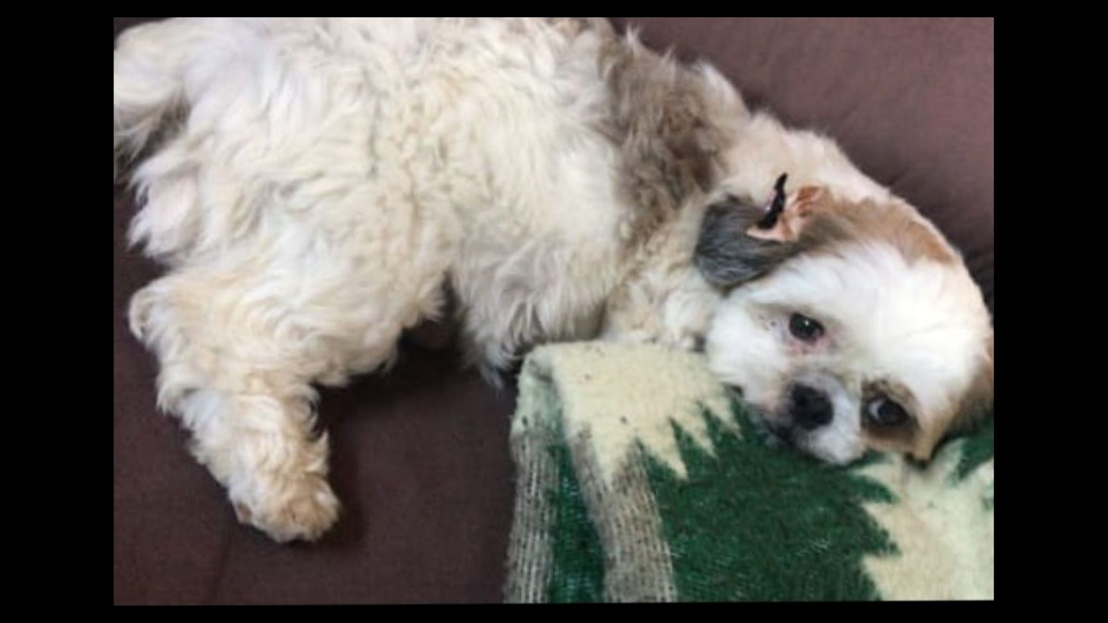 Itabirito: ‘Graças a Deus’ e após post do Radar, cadela que era da Cotinha é achada em Engenheiro Corrêa Itabirito: ‘Graças a Deus’ e após post do Radar, cadela que era da Cotinha é achada em Engenheiro Corrêa