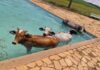 Eita, calorão! 4 vacas caem em piscina de clube em Minas e não conseguem sair sem ajuda; VÍDEO Eita, calorão! 4 vacas caem em piscina de clube em Minas e não conseguem sair sem ajuda; VÍDEO