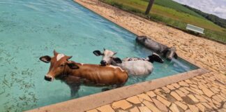 Eita, calorão! 4 vacas caem em piscina de clube em Minas e não conseguem sair sem ajuda; VÍDEO Eita, calorão! 4 vacas caem em piscina de clube em Minas e não conseguem sair sem ajuda; VÍDEO