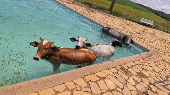 Eita, calorão! 4 vacas caem em piscina de clube em Minas e não conseguem sair sem ajuda; VÍDEO  