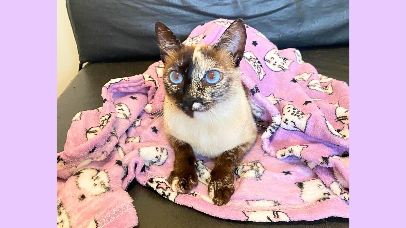 Gatinha Sandie volta para casa após desaparecer no bairro Santa Tereza, em Itabirito Gatinha Sandie volta para casa após desaparecer no bairro Santa Tereza, em Itabirito