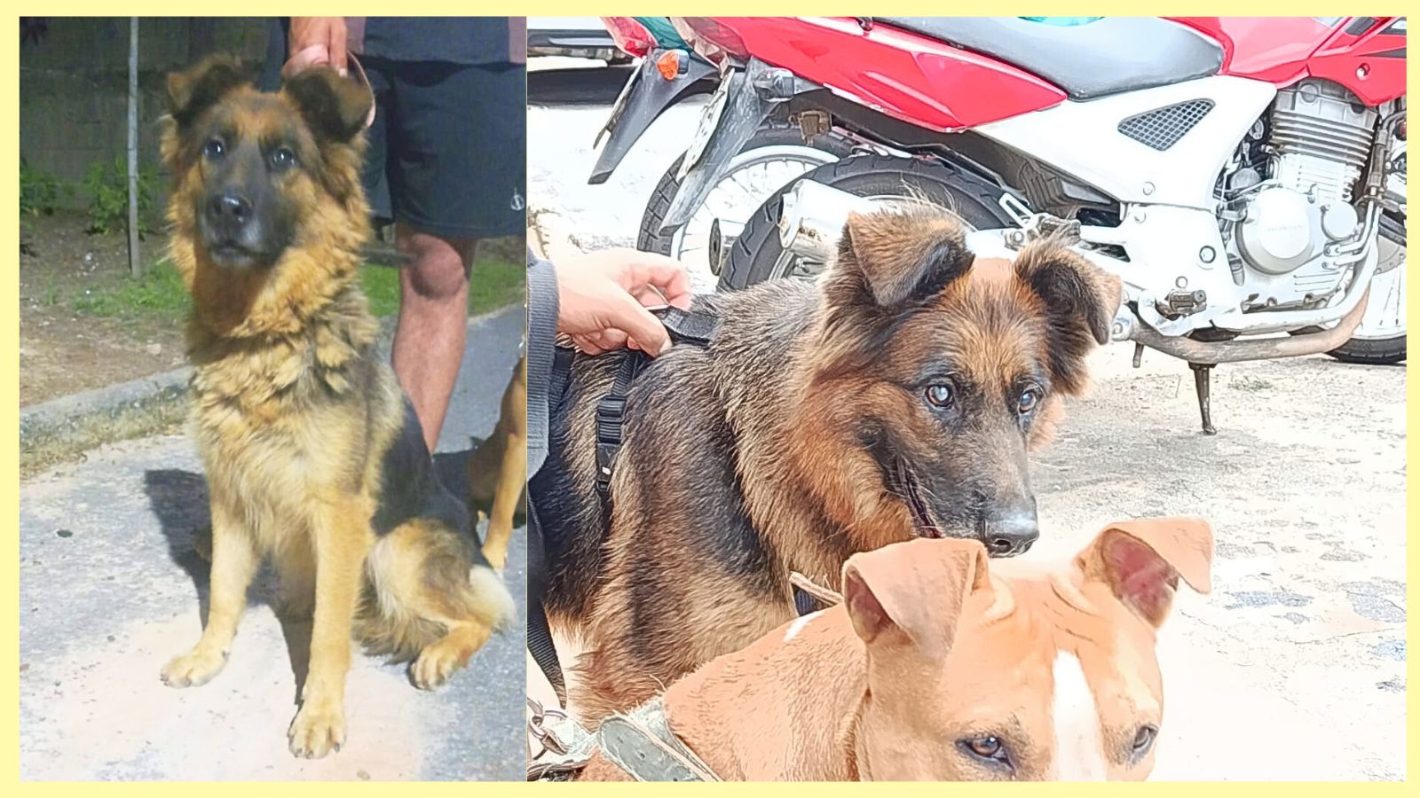 Itabirito: cadela com baixa visão foge e desaparece com medo dos fogos do Réveillon; tutora faz apelo Itabirito: cadela com baixa visão foge e desaparece com medo dos fogos do Réveillon; tutora faz apelo