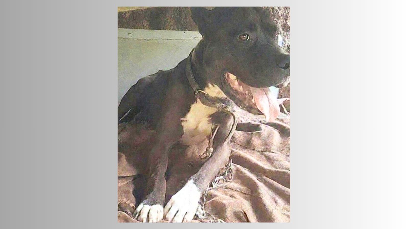Itabirito: pit bull foge do Padre Adelmo e tutora pede ajuda para encontrá-lo; ‘Já chorei muito’, disse ela Itabirito: pit bull foge do Padre Adelmo e tutora pede ajuda para encontrá-lo; ‘Já chorei muito’, disse ela