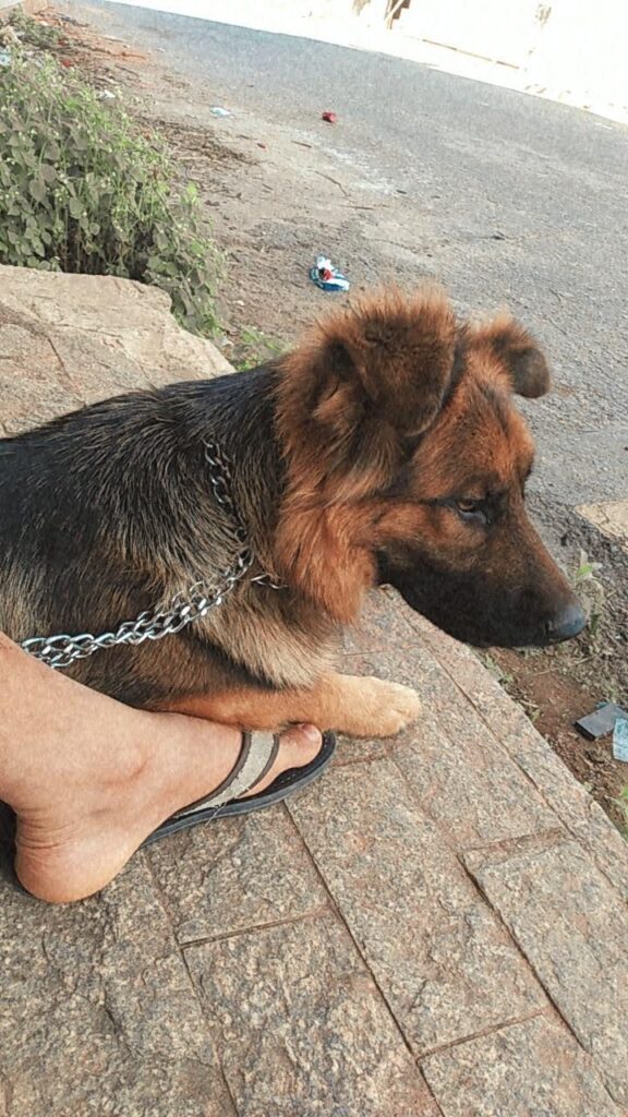 Itabirito: cadela, com baixa visão, foge e desaparece com medo dos fogos do Réveillon; tutora faz apelo