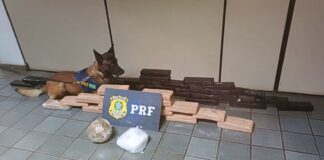 MG: PRF apreende mais de 40 kg de drogas em ônibus na BR-381; passageira é presa em flagrante MG: PRF apreende mais de 40 kg de drogas em ônibus na BR-381; passageira é presa em flagrante