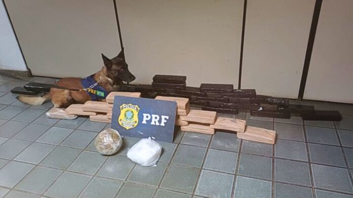 MG: PRF apreende mais de 40 kg de drogas em ônibus na BR-381; passageira é presa em flagrante