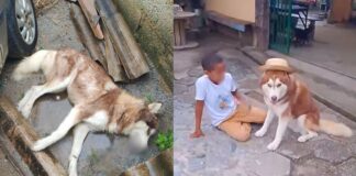 Envenenamento mata mais um cachorro em Ouro Preto Mais um cachorro em Ouro Preto é morto por envenenamento