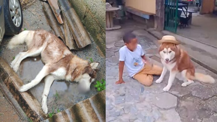 Mais um cachorro em Ouro Preto é morto por envenenamento