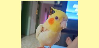 Itabirito: família do Santa Tereza faz apelo para encontrar calopsita; menina de 12 anos está desolada Itabirito: família do Santa Tereza faz apelo para encontrar calopsita; menina de 12 anos está desolada