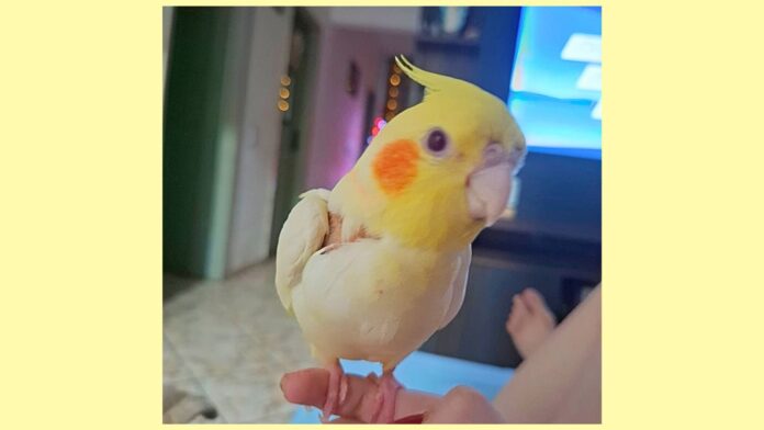 Itabirito: família do Santa Tereza faz apelo para encontrar calopsita; menina de 12 anos está desolada