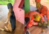 MG: bombeiros salvam cachorro que ficou com a cabeça presa em leiteira; VEJA VÍDEO MG: bombeiros salvam cachorro que ficou com a cabeça presa em leiteira; VEJA VÍDEO