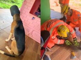 MG: bombeiros salvam cachorro que ficou com a cabeça presa em leiteira; VEJA VÍDEO MG: bombeiros salvam cachorro que ficou com a cabeça presa em leiteira; VEJA VÍDEO