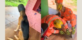 MG: bombeiros salvam cachorro que ficou com a cabeça presa em leiteira; VEJA VÍDEO MG: bombeiros salvam cachorro que ficou com a cabeça presa em leiteira; VEJA VÍDEO