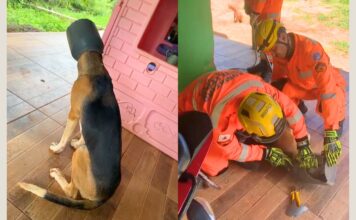 MG: bombeiros salvam cachorro que ficou com a cabeça presa em leiteira; VEJA VÍDEO MG: bombeiros salvam cachorro que ficou com a cabeça presa em leiteira; VEJA VÍDEO