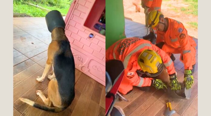 MG: bombeiros salvam cachorro que ficou com a cabeça presa em leiteira; VEJA VÍDEO MG: bombeiros salvam cachorro que ficou com a cabeça presa em leiteira; VEJA VÍDEO