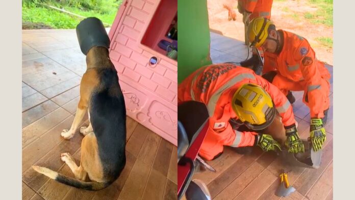 MG: bombeiros salvam cachorro que ficou com a cabeça presa em leiteira; VEJA VÍDEO