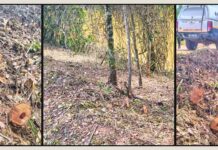 Itabirito: corte ilegal de árvores às margens da Lagoa de Acuruí chama atenção da Patrulha Rural da GCM Itabirito: corte ilegal de árvores às margens da Lagoa de Acuruí chama atenção da Patrulha Rural da GCM