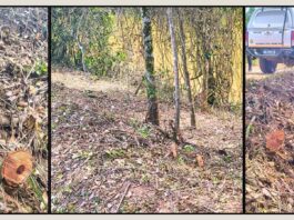 Itabirito: corte ilegal de árvores às margens da Lagoa de Acuruí chama atenção da Patrulha Rural da GCM Itabirito: corte ilegal de árvores às margens da Lagoa de Acuruí chama atenção da Patrulha Rural da GCM