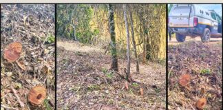 Itabirito: corte ilegal de árvores às margens da Lagoa de Acuruí chama atenção da Patrulha Rural da GCM Itabirito: corte ilegal de árvores às margens da Lagoa de Acuruí chama atenção da Patrulha Rural da GCM