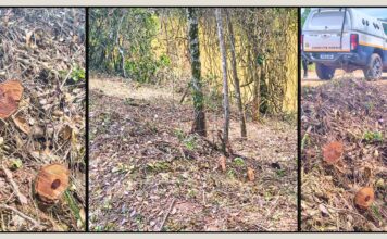 Itabirito: corte ilegal de árvores às margens da Lagoa de Acuruí chama atenção da Patrulha Rural da GCM Itabirito: corte ilegal de árvores às margens da Lagoa de Acuruí chama atenção da Patrulha Rural da GCM