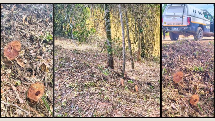 Itabirito: corte ilegal de árvores às margens da Lagoa de Acuruí chama atenção da Patrulha Rural da GCM Itabirito: corte ilegal de árvores às margens da Lagoa de Acuruí chama atenção da Patrulha Rural da GCM
