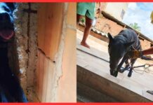 BH: cão preso em vala após fogos do clássico entre Cruzeiro e Atlético é resgatado BH: cão preso em vala após fogos do clássico entre Cruzeiro e Atlético é resgatado