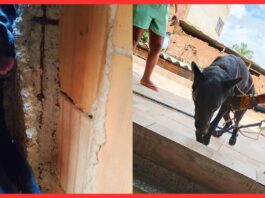 BH: cão preso em vala após fogos do clássico entre Cruzeiro e Atlético é resgatado BH: cão preso em vala após fogos do clássico entre Cruzeiro e Atlético é resgatado