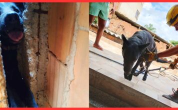 BH: cão preso em vala após fogos do clássico entre Cruzeiro e Atlético é resgatado BH: cão preso em vala após fogos do clássico entre Cruzeiro e Atlético é resgatado