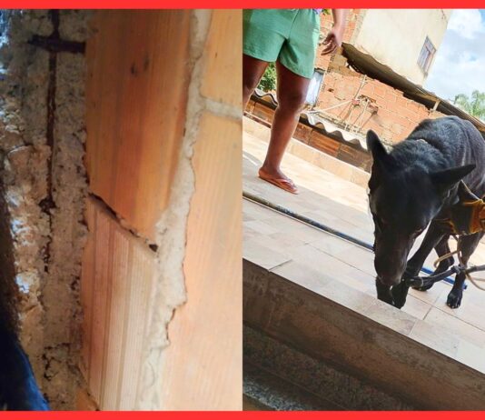 BH: cão preso em vala após fogos do clássico entre Cruzeiro e Atlético é resgatado BH: cão preso em vala após fogos do clássico entre Cruzeiro e Atlético é resgatado