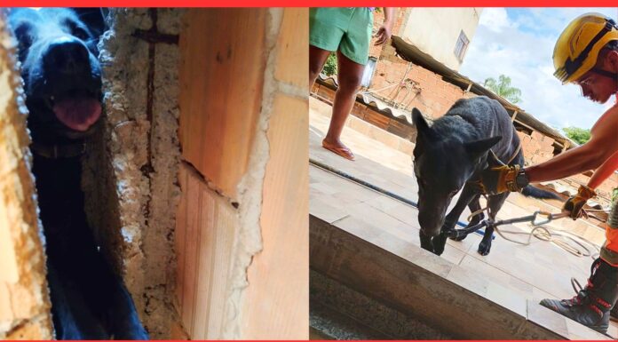 BH: cão preso em vala após fogos do clássico entre Cruzeiro e Atlético é resgatado BH: cão preso em vala após fogos do clássico entre Cruzeiro e Atlético é resgatado