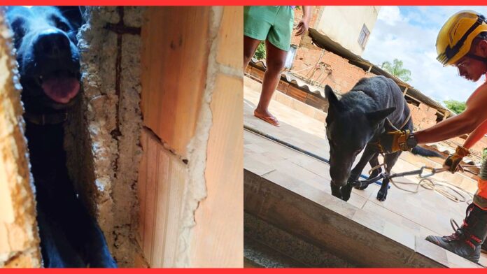 BH: cão preso em vala após fogos do clássico entre Cruzeiro e Atlético é resgatado