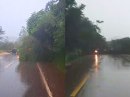 Ouro Preto: chuva provoca queda de árvores e bloqueia BR-356 em Amarantina, Maracujá e Coelhos Ouro Preto: chuva provoca queda de árvores e bloqueia BR-356 em Amarantina, Maracujá e Coelhos