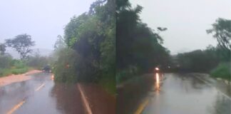 Ouro Preto: chuva provoca queda de árvores e bloqueia BR-356 em Amarantina, Maracujá e Coelhos Ouro Preto: chuva provoca queda de árvores e bloqueia BR-356 em Amarantina, Maracujá e Coelhos