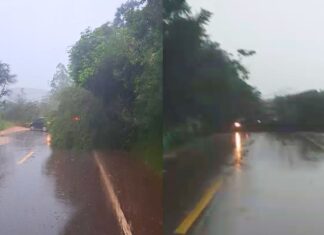 Ouro Preto: chuva provoca queda de árvores e bloqueia BR-356 em Amarantina, Maracujá e Coelhos Ouro Preto: chuva provoca queda de árvores e bloqueia BR-356 em Amarantina, Maracujá e Coelhos