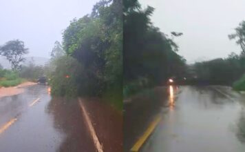 Ouro Preto: chuva provoca queda de árvores e bloqueia BR-356 em Amarantina, Maracujá e Coelhos Ouro Preto: chuva provoca queda de árvores e bloqueia BR-356 em Amarantina, Maracujá e Coelhos