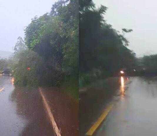 Ouro Preto: chuva provoca queda de árvores e bloqueia BR-356 em Amarantina, Maracujá e Coelhos Ouro Preto: chuva provoca queda de árvores e bloqueia BR-356 em Amarantina, Maracujá e Coelhos