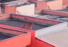 MG: onça é flagrada caminhando sobre telhados de casas; VEJA VÍDEO Onça é flagrada caminhando sobre telhados de casas na Grande BH; VEJA VÍDEO